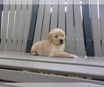 Small Photo #20 Golden Retriever Puppy For Sale in SUGARCREEK, OH, USA