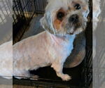Small #2 Shih Tzu