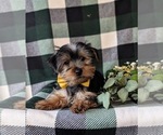 Small Photo #5 Yorkshire Terrier Puppy For Sale in QUARRYVILLE, PA, USA