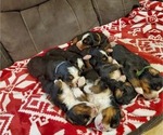 Small #5 Bernese Mountain Dog