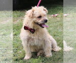 Small #2 Cairn Terrier Mix