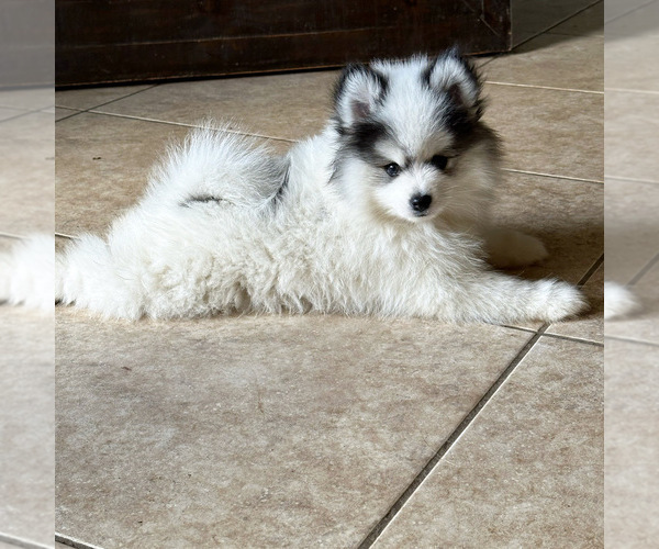Medium Photo #1 Pomsky Puppy For Sale in MCMINNVILLE, OR, USA