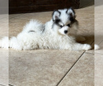 Small Photo #1 Pomsky Puppy For Sale in MCMINNVILLE, OR, USA