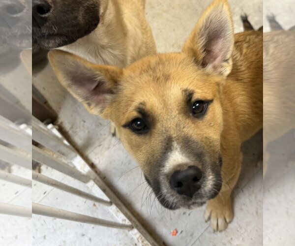Medium Photo #3 Catahoula Leopard Dog-Labrador Retriever Mix Puppy For Sale in Coralville, IA, USA