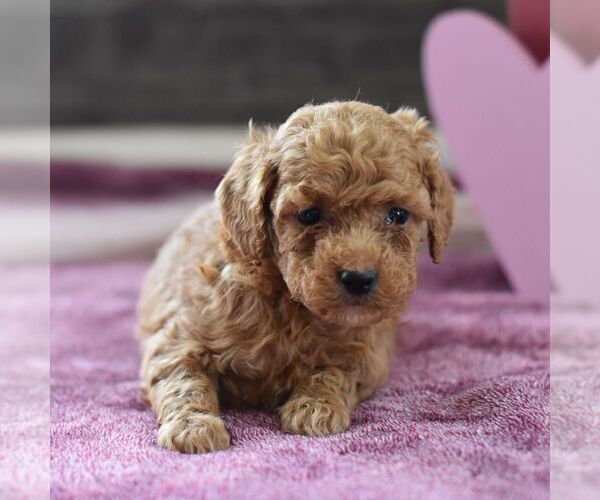 Medium Photo #3 Poodle (Miniature) Puppy For Sale in MILL HALL, PA, USA