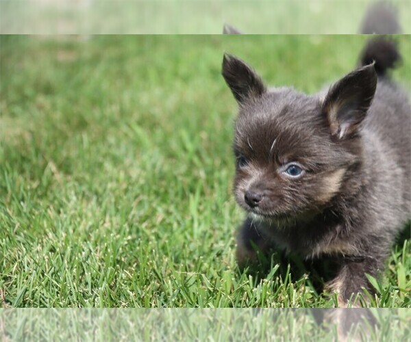 Medium Photo #16 Chihuahua Puppy For Sale in BOSTON, MA, USA