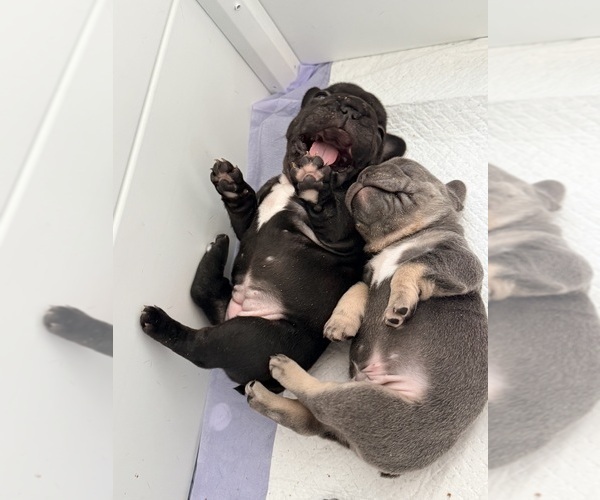 Medium Photo #6 French Bulldog Puppy For Sale in WESLEY CHAPEL, FL, USA