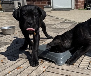 Medium Cane Corso