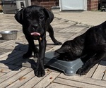 Puppy Loretta Cane Corso