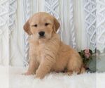 Small #5 Golden Retriever