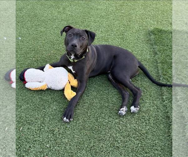 Medium Photo #2 American Pit Bull Terrier-American Staffordshire Terrier Mix Puppy For Sale in Cave Creek, AZ, USA