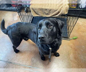 Labrador Retriever-Unknown Mix Dogs for adoption in Bolivar, MO, USA