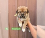 Small #7 Great Pyrenees-Rottweiler Mix