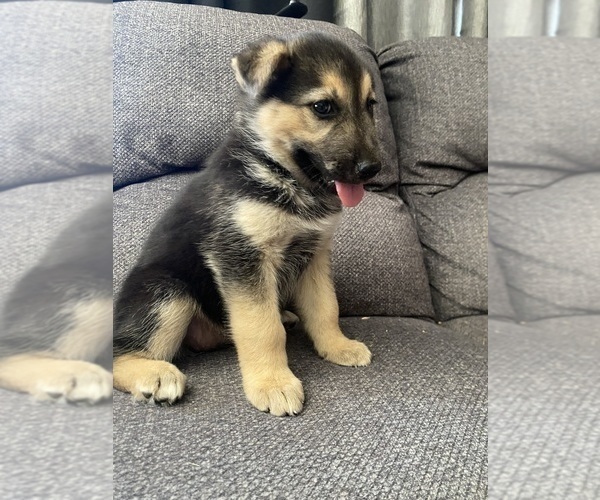 Medium Photo #2 German Shepherd Dog Puppy For Sale in YUCCA VALLEY, CA, USA