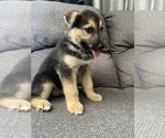 Small #1 German Shepherd Dog