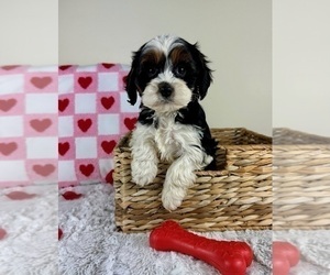 Cavapoo Puppy for sale in GREENFIELD, IN, USA