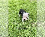 Small Photo #8 Boston Terrier Puppy For Sale in CONVERSE, TX, USA