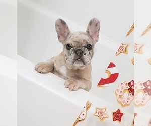 French Bulldog Puppy for sale in PASCO, WA, USA