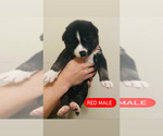 Small Photo #19 Siberian Husky Puppy For Sale in BAKERSFIELD, CA, USA