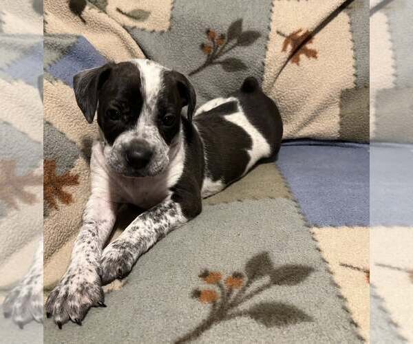 Medium Photo #1 Boston Terrier-Unknown Mix Puppy For Sale in Plainfield, IL, USA