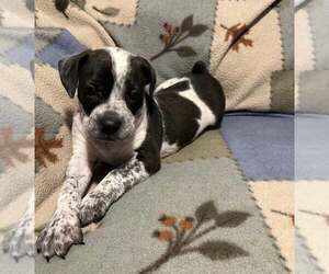 Boston Terrier-Unknown Mix Dogs for adoption in Plainfield, IL, USA