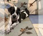Small Boston Terrier Mix