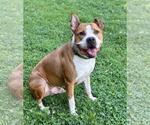 Small Photo #3 American Pit Bull Terrier-Unknown Mix Puppy For Sale in Spring Lake, NJ, USA