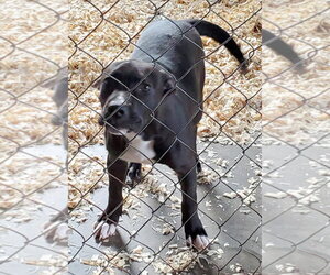 Destiny - Female Labrador Retriever-Unknown Mix Dog for Adoption - Photo #2