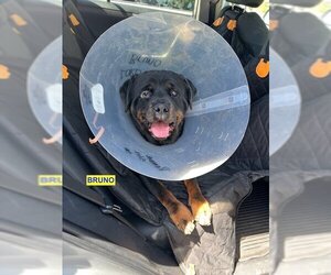 Rottweiler-Unknown Mix Dogs for adoption in Woodland Hills, CA, USA