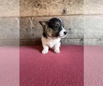 Small #3 Pembroke Welsh Corgi