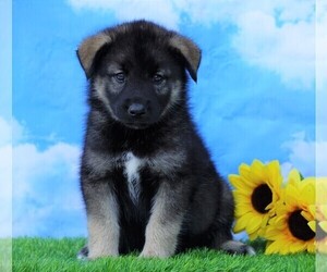 Norwegian Elkhound-Siberian Husky Mix Puppy for sale in FREDERICKSBG, OH, USA