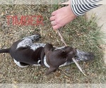 Small Photo #3 German Shorthaired Pointer Puppy For Sale in PLAINVIEW, TX, USA