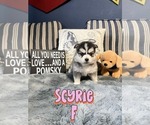 Puppy Scyrie Pomsky