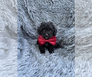 Poodle (Toy) Puppy for sale in JEFFERSONVILLE, IN, USA