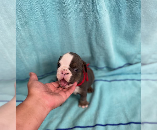 Medium Photo #7 English Bulldog Puppy For Sale in DENVER CITY, TX, USA