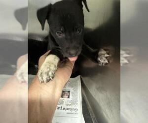 Mutt Dogs for adoption in Bakersfield, CA, USA