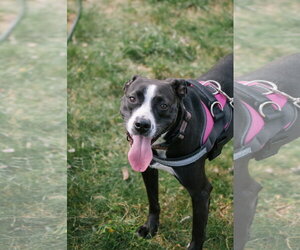 Preston - Male Mutt Dog for Adoption - Photo #2