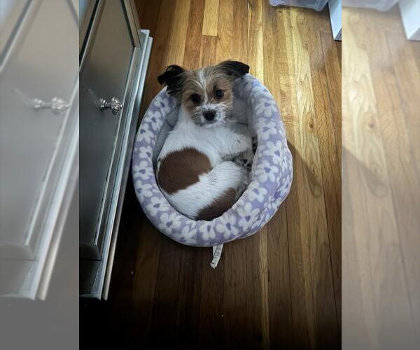 Medium Photo #3 Jack Tzu Puppy For Sale in Morganville, NJ, USA