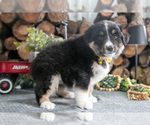 Small #1 Miniature Australian Shepherd