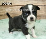 Image preview for Ad Listing. Nickname: Logan