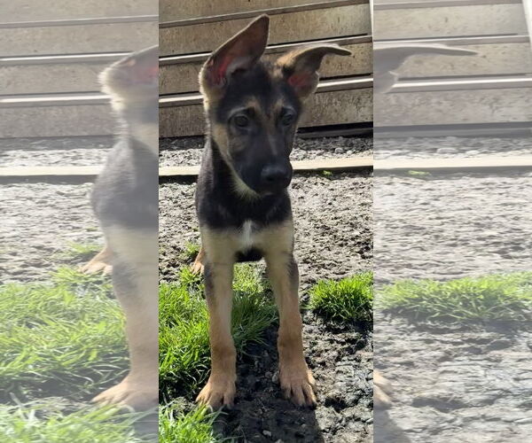 Medium Photo #1 German Shepherd Dog Puppy For Sale in New Hill, NC, USA