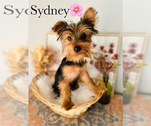 Yorkshire Terrier Puppy for sale in MURFREESBORO, TN, USA