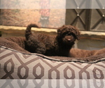 Small Photo #2 Miniature Labradoodle Puppy For Sale in MANHEIM, PA, USA