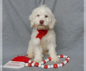 Cockapoo Puppy for sale in MILLERSBURG, OH, USA