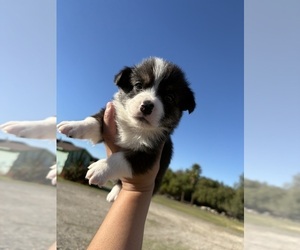 Pembroke Welsh Corgi Puppy for sale in OAKLEY, CA, USA