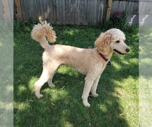 Father of the Poodle (Standard) puppies born on 10/18/2025