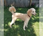 Small Photo #1 Poodle (Standard) Puppy For Sale in WILSON, CT, USA