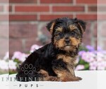 Small #2 Yorkshire Terrier