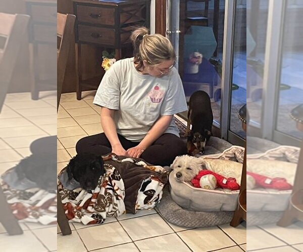 Medium Photo #3 Doxie-Pin Puppy For Sale in Springdale, PA, USA