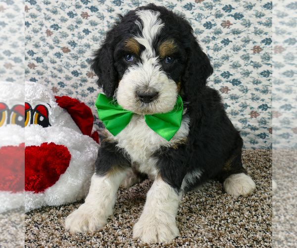 Medium Photo #2 Bernedoodle Puppy For Sale in ROY, UT, USA